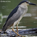 Question N° 10 - Cet oiseau est :