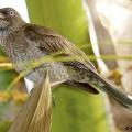N° 9 - Cet oiseau est :
