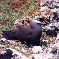 N° 2 - Cet oiseau est :