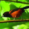 Question N° 10 - Cet oiseau est :