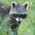 Question N° 5 - Cet animal est :